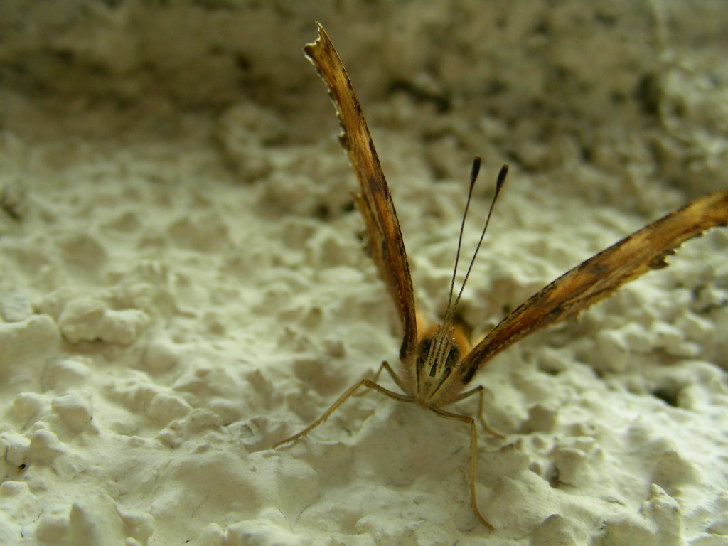 Si  prestata la bella Polygonia egea....